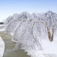 Mrznúci dážď ničí stromy: Ako zabrániť škodám a čo nikdy nerobiť