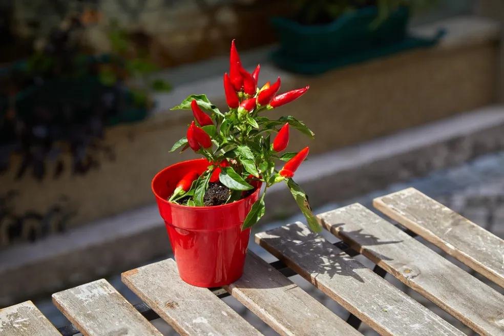 pestovanie na balkóne pre začiatočníkov