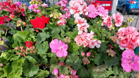 Muškáty - najznámejšie druhy a prenádherné inšpirácie do záhrady!