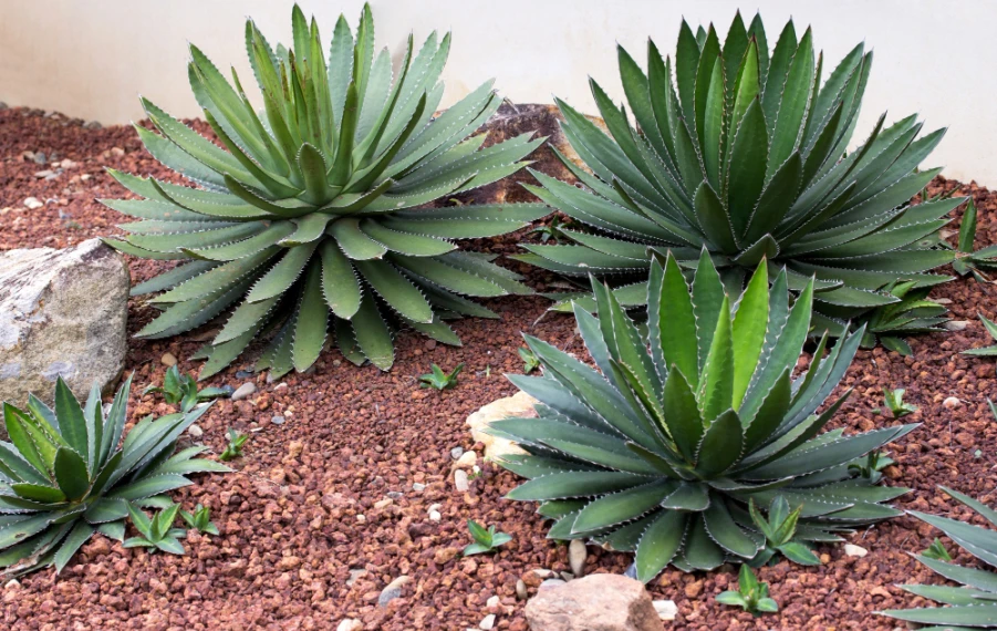 mrazuvzdorné agáve v záhrade Slovensko pestovanie a zimovanie