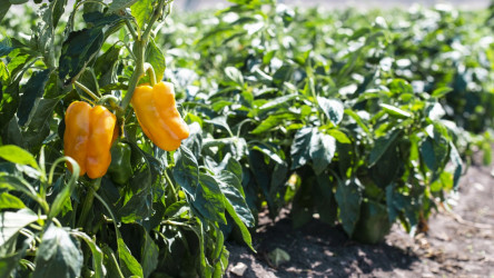 Pestovanie papriky zo semien a priesad: Kedy začať a ktoré druhy paprík sú na pestovanie najlepšie?