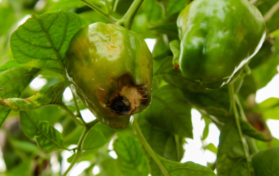 suchá hniloba paprík černejúce špičky plodov príčina a riešenie