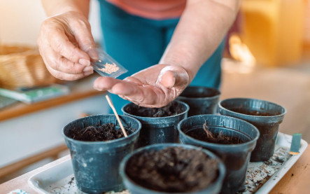 predpestovanie sadeníc