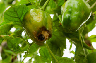 Černejúce špičky paprík a paradajok: Čo to spôsobuje? Dá sa to riešiť?