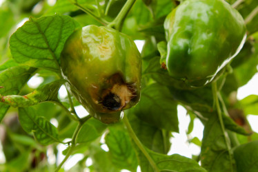 Černejúce špičky paprík a paradajok: Čo to spôsobuje? Dá sa to riešiť?