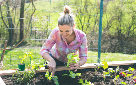 Zmiešaný záhon so zeleninou a kvetmi paradajky nechtík bylinky