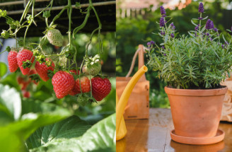 Čo pestovať na balkóne bez skúseností: Jednoduchý návod pre začiatočníčky