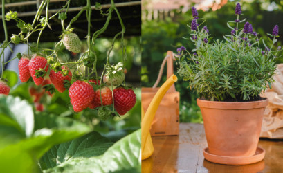 Čo pestovať na balkóne bez skúseností: Jednoduchý návod pre začiatočníčky