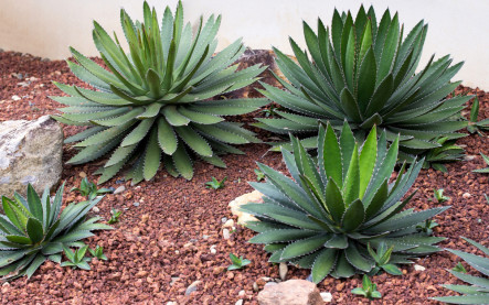 mrazuvzdorné agáve v záhrade Slovensko pestovanie a zimovanie