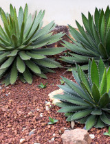 Mrazuvzdorné agáve do záhrady: Exotika, ktorá prežije aj slovenskú zimu