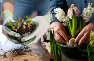 Cibuľoviny - výsadba, starostlivosť, množenie, choroby, škodci