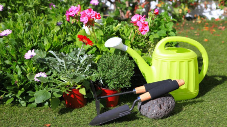 Letničky - TIETO krásky rozžiaria vašu okrasnú záhradu!