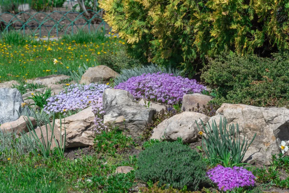 pôdopokryvné rastliny záhrada
