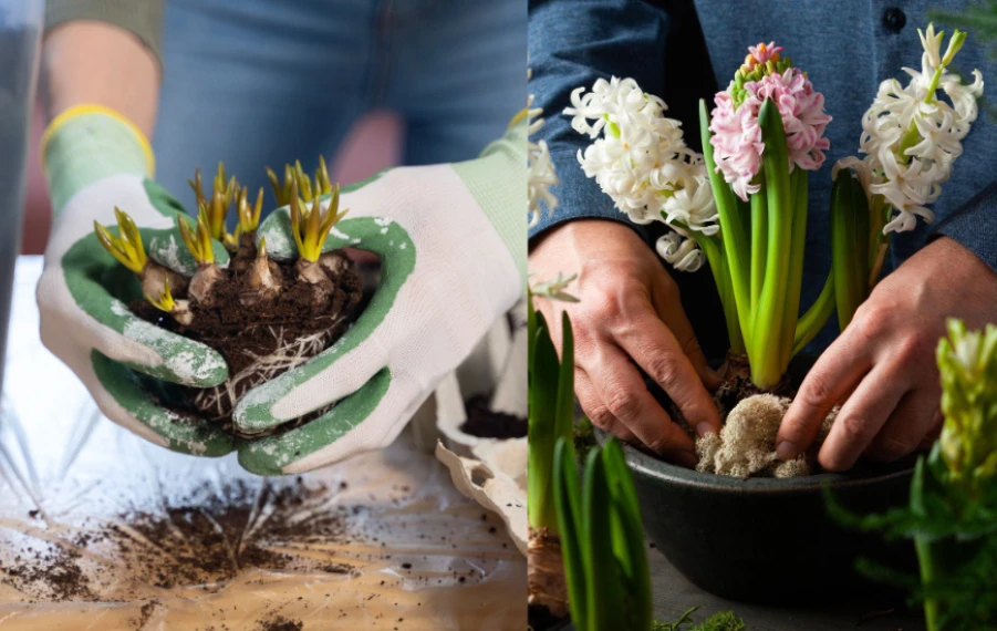 Farebné jarné cibuľoviny v záhrade