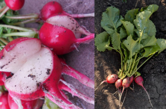 Prečo reďkovka praská: Najčastejšie chyby a riešenia