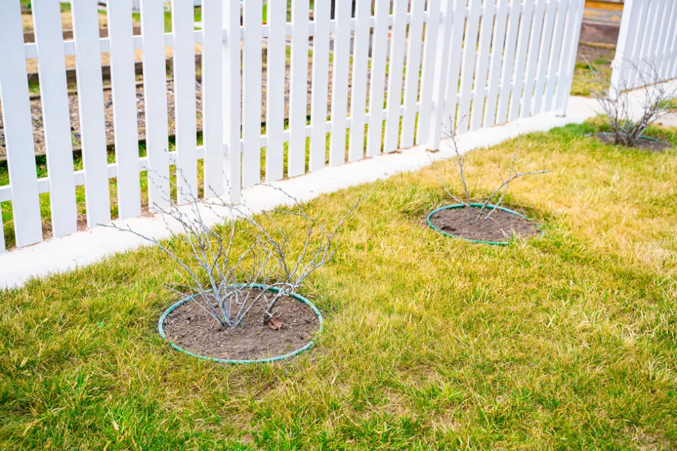 poškodený trávnik po zime riešenie