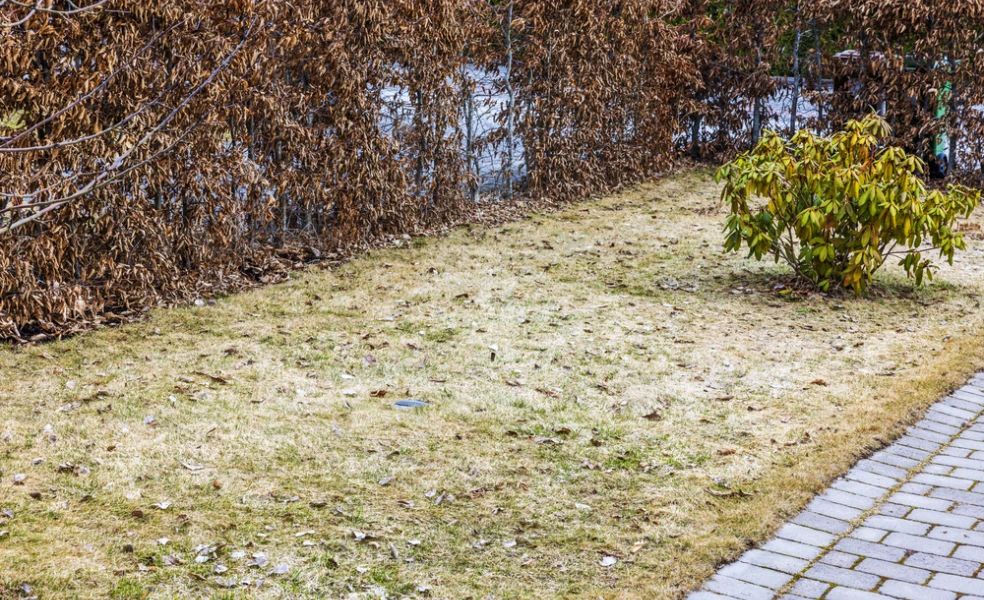 poškodený trávnik po zime jar obnova