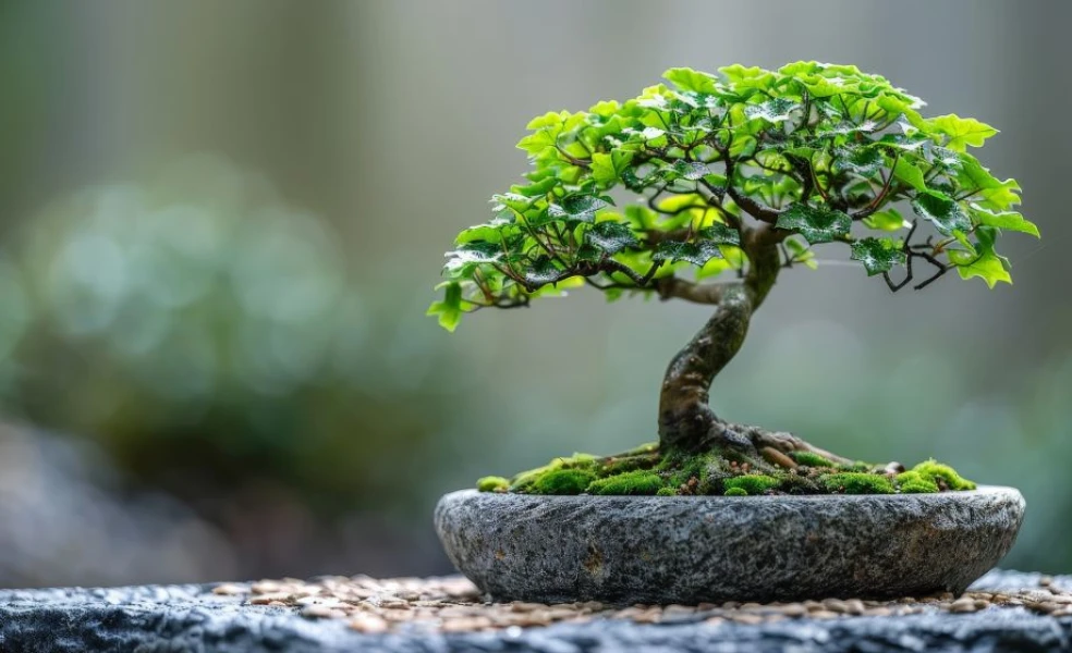 bonsaj stromček pestovanie v kvetináči vonku