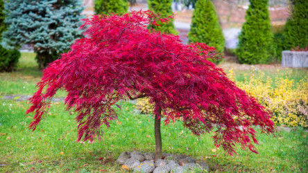 Stromy do malých záhrad: Ktoré patria medzi najobľúbenejšie?