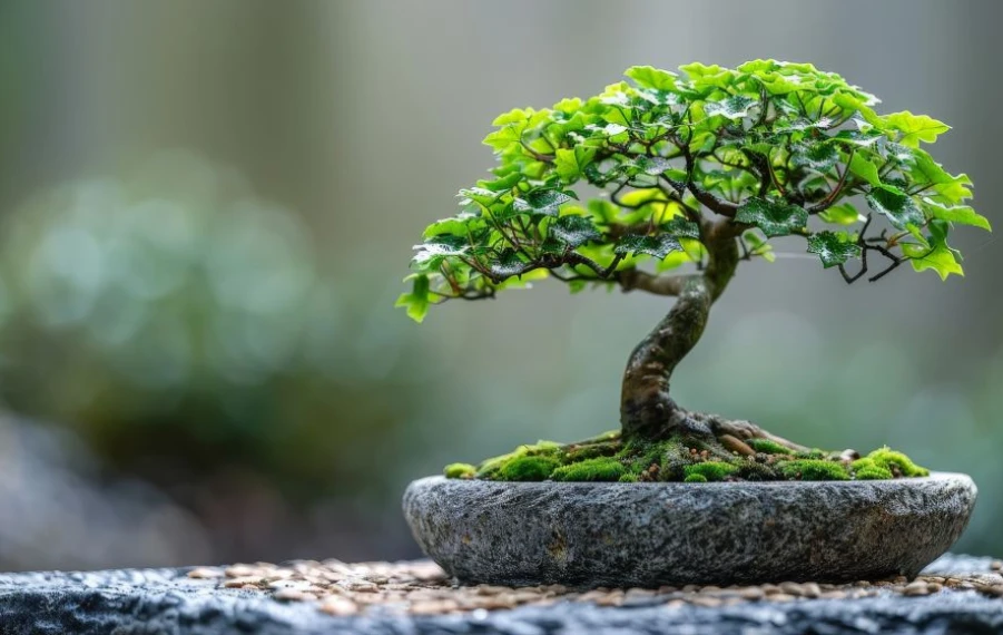 bonsaj stromček pestovanie v kvetináči vonku