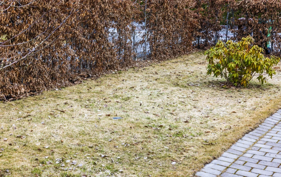 poškodený trávnik po zime jar obnova