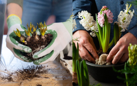 Farebné jarné cibuľoviny v záhrade