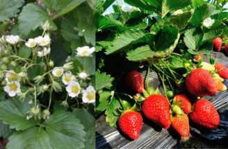 Kedy a ako hnojiť jahody? TOP tipy, ako dosiahnuť bohatú úrodu!