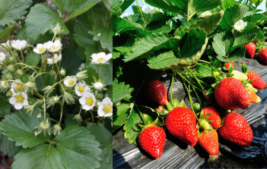 kedy a ako hnojiť jahody