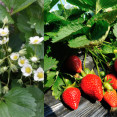 Kedy a ako hnojiť jahody? TOP tipy, ako dosiahnuť bohatú úrodu!