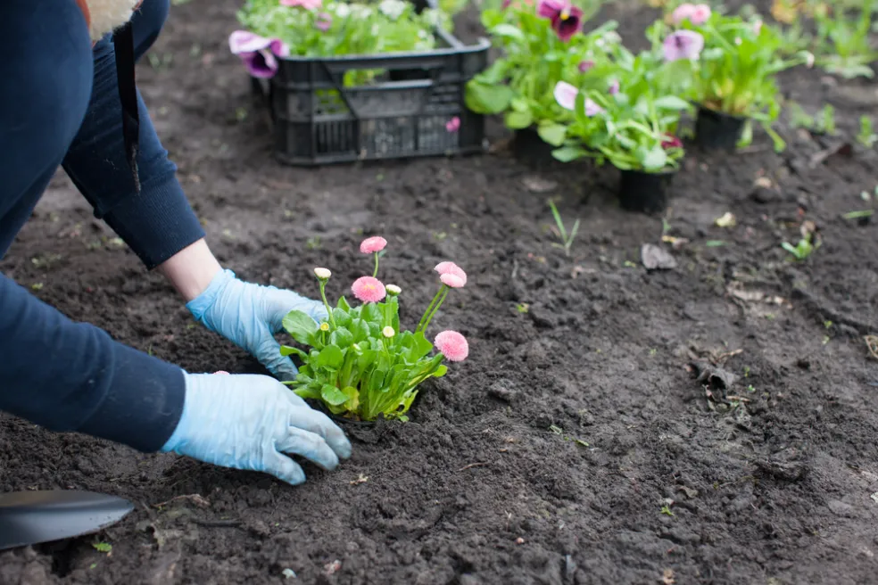 starostlivosť o kvety