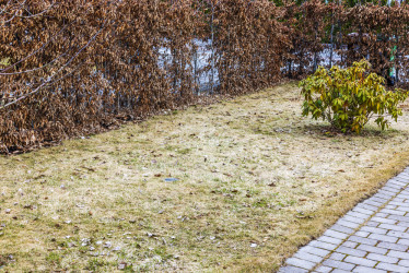 Prečo sa trávnik po zime nespamätal (a čo s tým urobiť teraz)