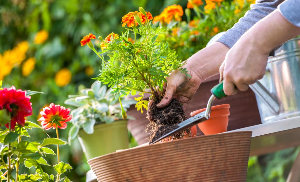 ako sadiť kvety správne – výsadba kvetov v záhone krok za krokom