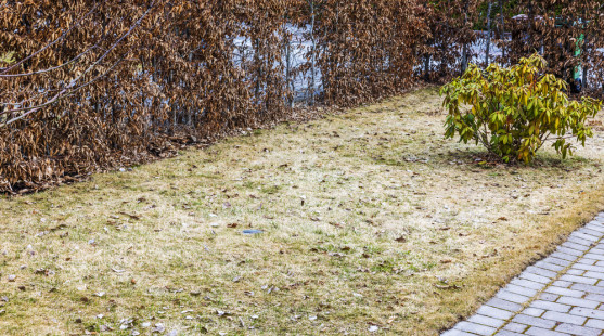 Prečo sa trávnik po zime nespamätal (a čo s tým urobiť teraz)