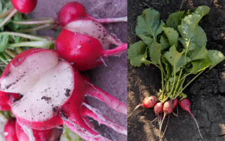 prečo reďkovka praská