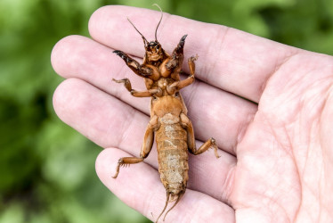 Krtonôžka v záhonoch? Tu je riešenie!