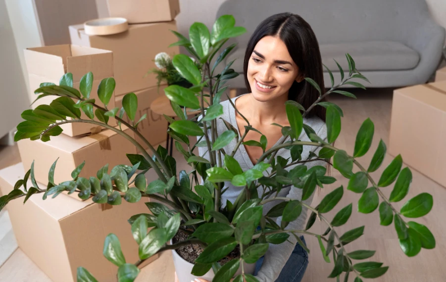 Zamioculcas