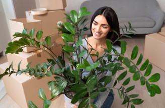 Zamioculcas: Najvďačnejšia izbová rastlina na svete, ktorú zvládne pestovať každý