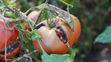 Hnijúce paradajky na kríkoch - TOTO sú príčiny! A poradíme vám, ako tomu zabrániť