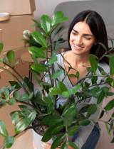 Zamioculcas: Najvďačnejšia izbová rastlina na svete, ktorú zvládne pestovať každý