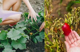 Uhorky horknú a papriky stagnujú. Čo sa deje počas horúčav a ako rastlinám pomôcť?