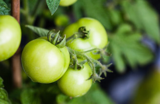 Zelené paradajky pred mrazom: ktoré nechať dozrieť a ako ich spracovať