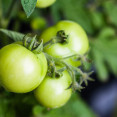 Zelené paradajky pred mrazom: ktoré nechať dozrieť a ako ich spracovať